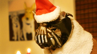 BaneCat Is Back to Ruin Christmas